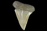 Fossil Mako Shark Tooth - South Carolina #128759-1